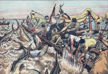 Pêche au thon en Tunisie:1925