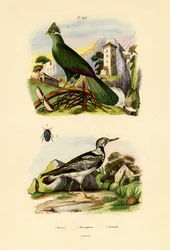 Touraco