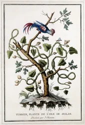Turbith, plante de l