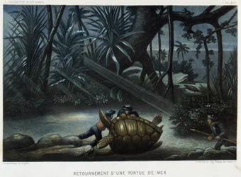 Carapace d