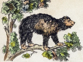 Unau (paresseux). Gravure dans « Alphabet des animaux sauvages ». 9e série. Imagerie d
