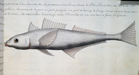 Poisson inconnu, détroit de Magellan, aquarelle du journal de bord de Jacques Gouin de Beauchesne (1652-1730), capitaine de la Compagnie royale de la Mer du Sud, de 1698 à 1701, France