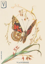 Vanesse (Vanessa cardui ou Belle-Dame ou Vanesse du chardon)