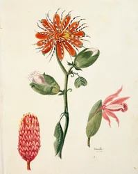 Orchidée vanille (Vanilla planifolia)