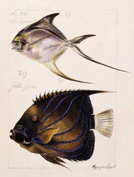 Velle... Etc, vers 1850