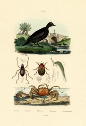 Macreuse brune, 1833-39