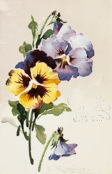 Carte postale française vintage avec décorations florales