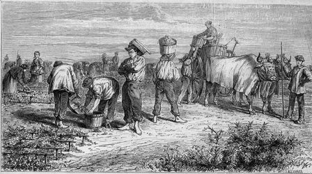Viticulture dans le Médoc : cueillette des raisins pendant la récolte. Gravure dans « Le Monde Illustré » n°561 du 11 janvier 1868.