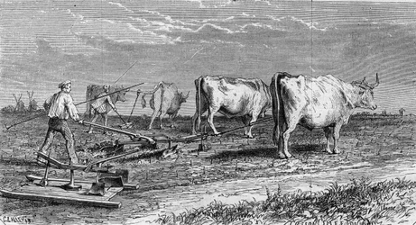 Viticulture dans le Médoc : labour des vignes grâce à une charrue tirée par des bœufs. Gravure dans "Le Monde Illustré" n°561 du 11 janvier 1868.