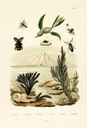 Guêpe, 1833-39