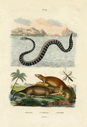 Rat d
