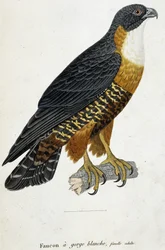 Faucon à gorge blanche, femelle adulte