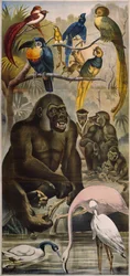 Animaux sauvages