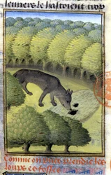 Loup - dans « Livre de chasse de Gaston Phébus, comte de Foix, seigneur de Béarn »