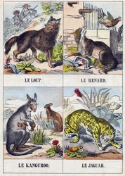 Loup; Renard; Kangourou; Jaguar. Gravure dans "Buffon Alphabet des Animaux". 3e Série N 1. Imagerie d