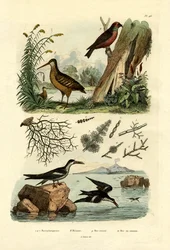 Bécasse des bois, 1833-39