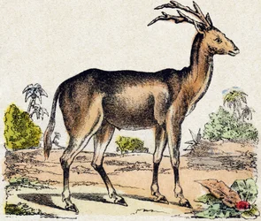 Xantarus. Gravure dans « Alphabet des animaux sauvages ». 9e Série. Imagerie d