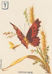 Y : Ypthime (Apatura ilia ou Petit Mars changeant)