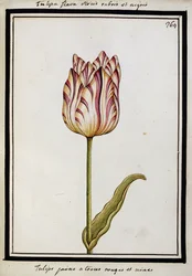 Tulipe jaune avec des stries rouges et noires, vers 1700