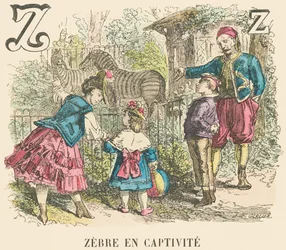 Z : Zèbre en captivité