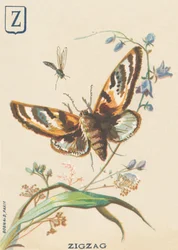 Zigzag (Lymantria dispar ou Bombyx disparate)