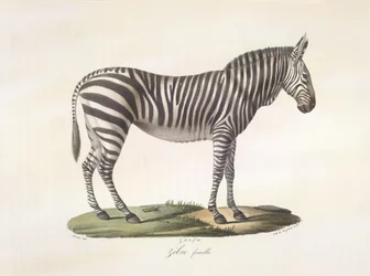Zèbre femelle, de Histoire Naturelle des Mammifères