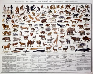 Zoologie : classification des mammifères selon le biologiste français Georges Cuvier (1769-1832). Tableau d