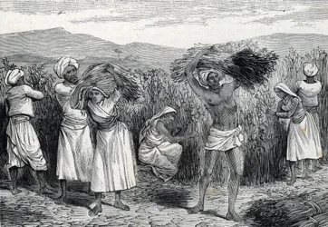 Récolte de smilax commun ou salsepareille ou liseron rugueux au Pérou (gravure) 1888
