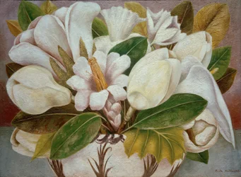 Magnolia
