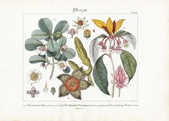 Plantes ornementales exotiques : Clusia, Enkianthus et Stapelia