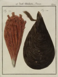 Moules, du Neues Systematisches Conchylien-Cabinet, 1784