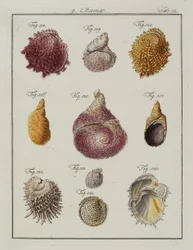 Coquillages : Chamae, Pinnae, du Neues systematisches Conchylien-Cabinet, 1784