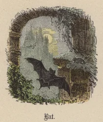 Chauve-souris