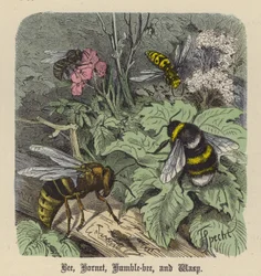 Abeille, Frelon, Bourdon et Guêpe