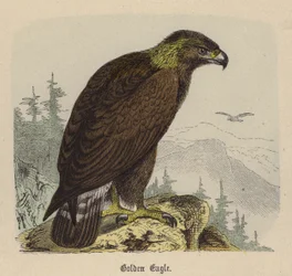 Aigle Royal