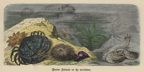 Animaux marins au fond de la mer