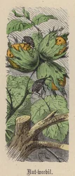 Charançon des noisettes