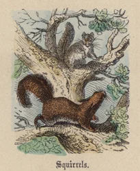 Écureuils