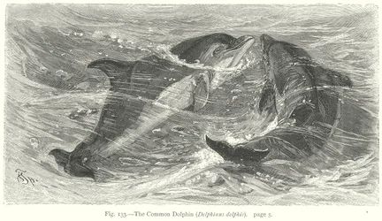 Le dauphin commun (Delphinus Delphis) (gravure)