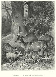 Le daim (Dama Vulgaris) (gravure)