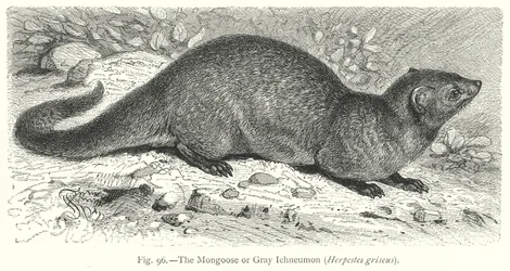 La mangouste ou Ichneumon gris (Herpestes Griseus) (gravure)