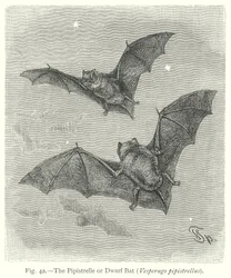 La pipistrelle ou chauve-souris naine (Vesperugo Pipistrellus) (gravure)