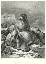The Walrus or Morse (Trichechus Rosmarus) (gravure)