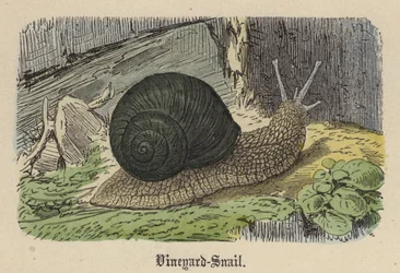 Escargot des vignes