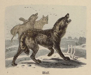 Loup
