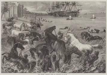 Le bain du matin des chevaux à Calcutta