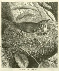 La grive sur son nid (gravure)