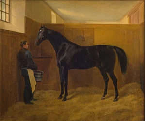 Zampa
