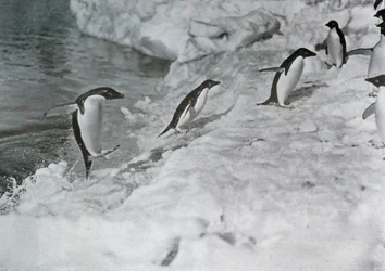 Manchots sautant sur la banquise, vers 1911, 1913