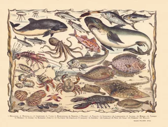 Page 16 : Méduses, marsouin, hareng, thon, maquereau, requin, mulet, poulpe, sardines, homard, seiche, morue, turbot, barbe, crabe, bernard-l